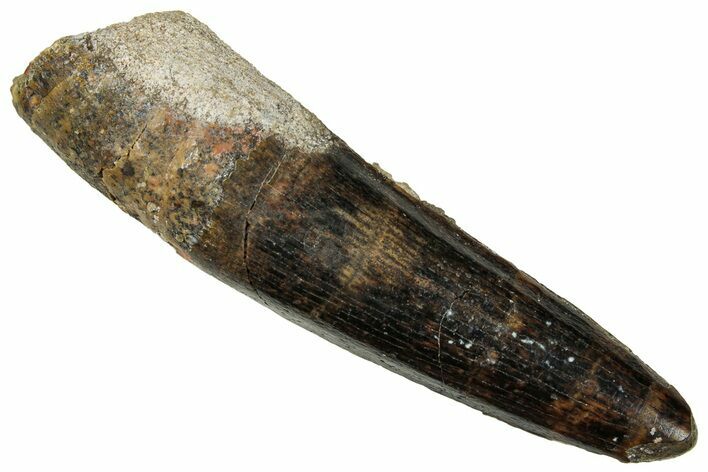 Fossil Spinosaurus Tooth - Real Dinosaur Tooth #329697